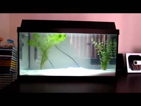 Juwel Korall 60 Aquarium – 54L (14 gallons).