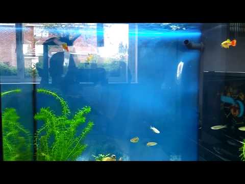 Juwel Lido 120 First tank setup / Aquarium Setup #FishTank