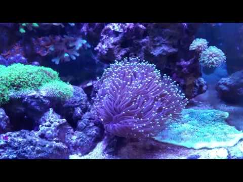 Juwel Lido 120 Reef Tank LPS SPS