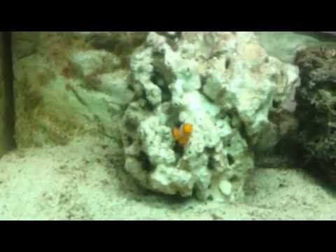 Juwel Lido 120L Marine conversion