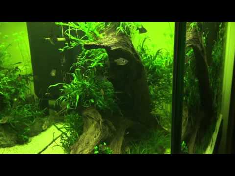 Juwel Lido 200 Aquascape Planted tank