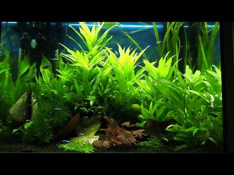 Juwel Lido 200 Planted Tetra Tank