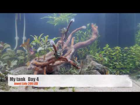 Juwel Lido 200L tank Day 4 startup ans shrimp