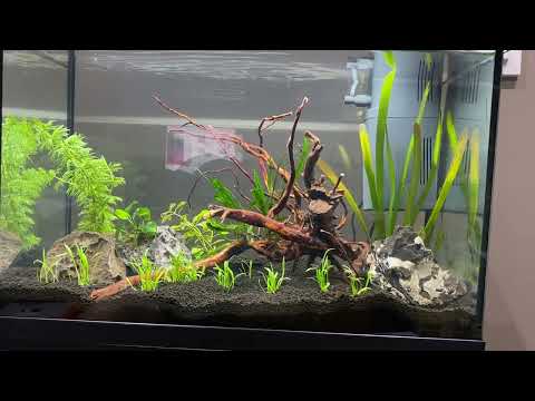 Juwel Primo 70 Tank setup