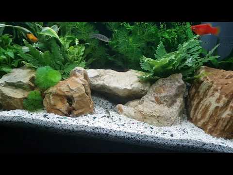 Juwel Primo 70 tropical aquarium