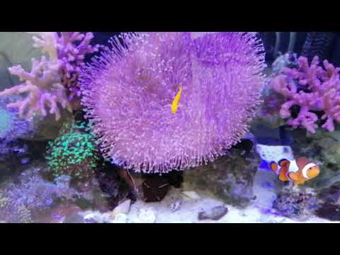 Juwel rio 125 and innovative marine nuvo 20 update.