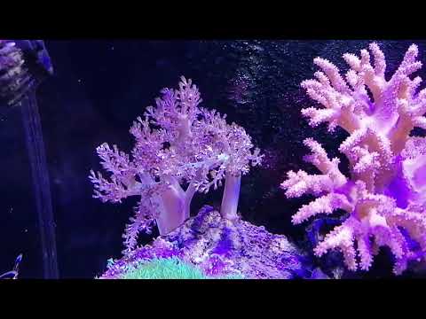 Juwel rio 125 and innovative marine nuvo 20 update.