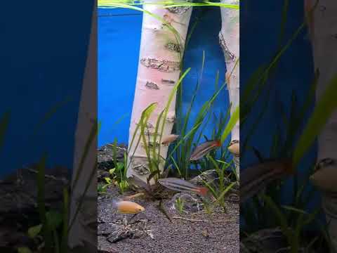 juwel rio 125 with artificial birches in Aquarium Center (New Belgrade)
