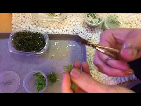 Juwel Rio 125L – Massive Planted Tank Trimming / Replant (How To)