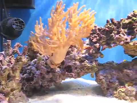 Juwel Rio 180 Marine Tank with sump conversion