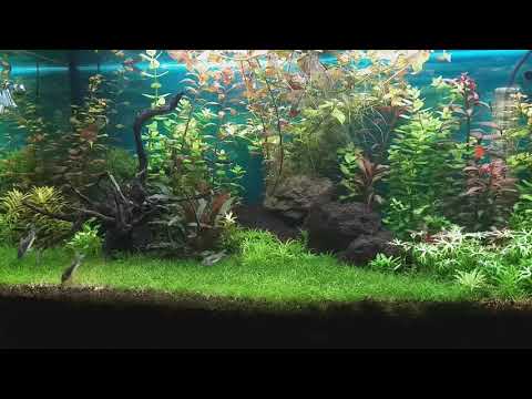 JUWEL Rio 180 Tropical Aquarium