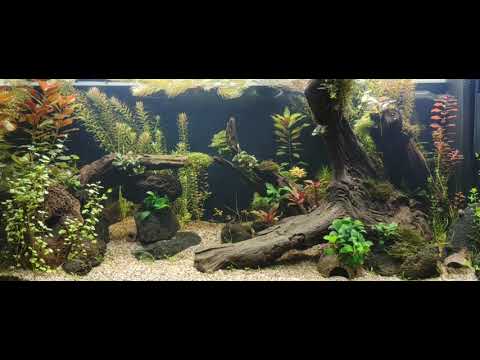 Juwel Rio 180l Aquarium | no CO2 tank | after 3 months
