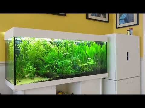 tørre folder Billy ged Juwel Rio 240 Planted Aquarium - Low Tech Planted Aquarium | Marine Farm  Videos