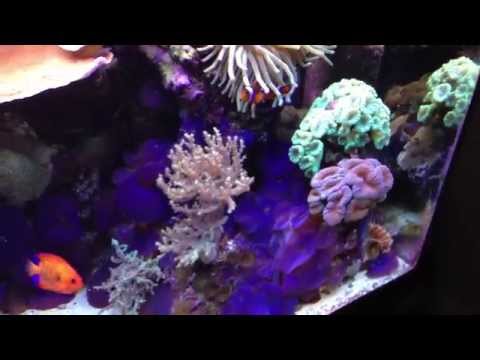 Juwel Rio 300 Marine tank
