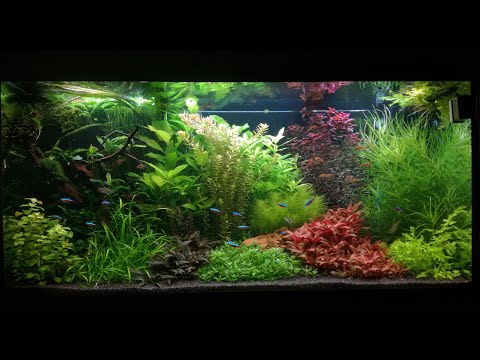 Juwel Rio 350 LED aquarium setup