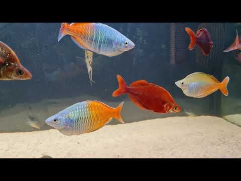 Juwel Rio 450 Rainbowfish Tank #8