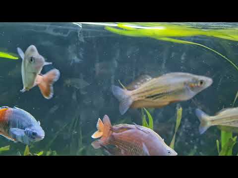 Juwel Rio 450 Rainbowfish Tank #9
