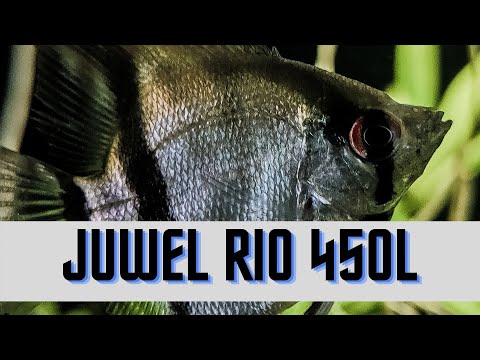Juwel Rio 450l/ Mein neues Aquarium/ Besatz/ Technik