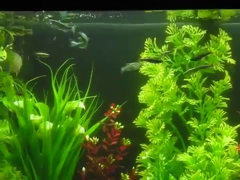 Juwel Tank with Zebra Danios, White Cloud Mountain Minnows & Chinese Algae Eaters