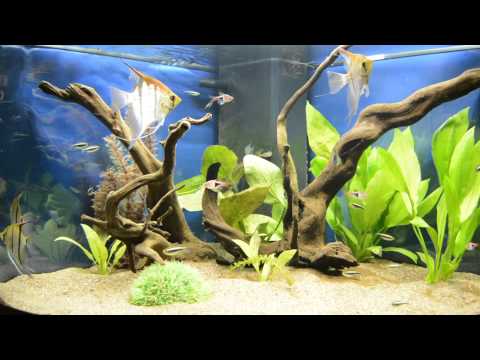 Juwel trigon 190 aquarium fish tank