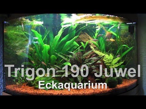 Juwel // Trigon 190 // Eckaquarium // Süßwasser / Tank