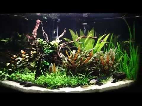 Juwel Trigon 190 planted community tank