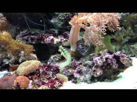 Juwel Trigon 190 Saltwater Aquarium