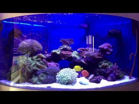 Juwel Trigon 350 Sumped Marine Aquarium Update # 7
