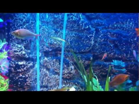 Juwel Vision 260 community tropical tank