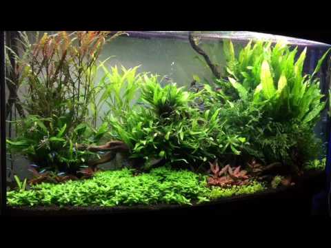 Juwel Vision 260 + Helialux 54w + 2x Highlight Color Planted Tank Update