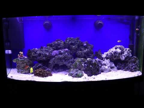 Juwel Vision 260 Reef Tank (at 16 weeks)