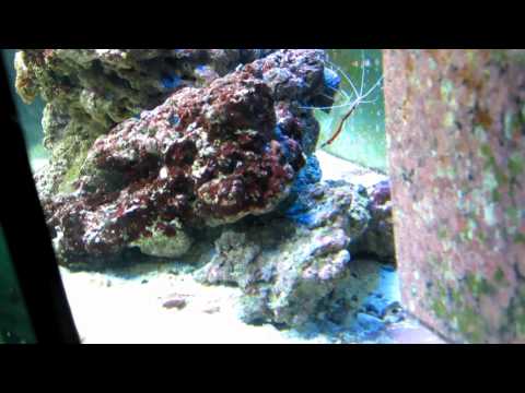 Juwel Vision 450 saltwater tank