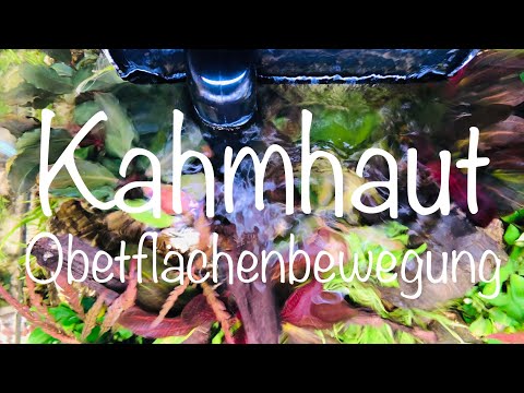Kahmhaut / Oberfächenbewegung im Aquarium