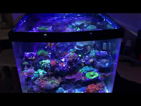 Kessil 360WE upgrade on Biocube 32 (moving soon)