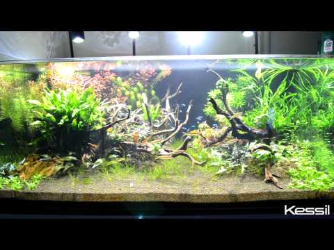 Kessil A150W Amazon Sun LED Aquarium Light at Neptune Aquatics in Milpitas, California