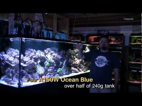 Kessil A150W Ocean Blue with Caesar's Tropical Fish