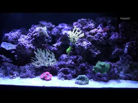 Kessil A150W Ocean Blue with Caesar's Tropical Fish