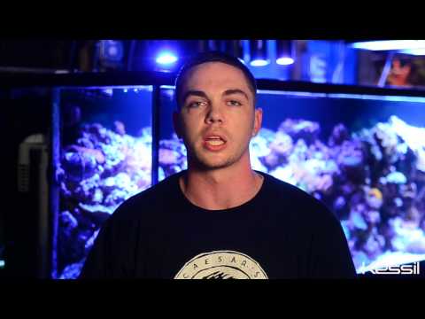 Kessil A150W Sky Blue & Ocean Blue at Caesar's Tropical Fish in Santa Rosa, California