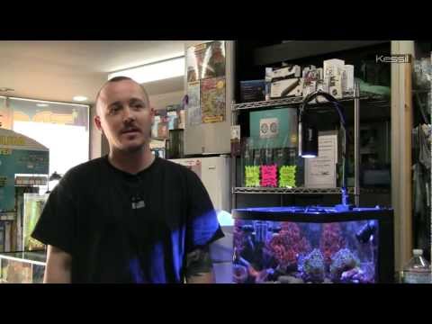 Kessil A150W Video: The Ultimate Aquarium