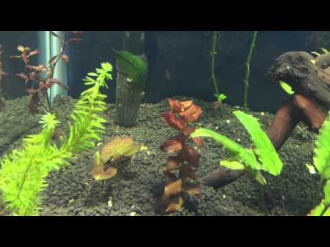 KESSIL A150WE ON THE 40 BREEDER