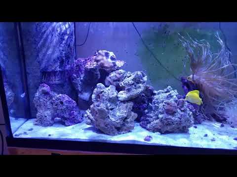 Kessil A160WE Controllable LED Aquarium Light