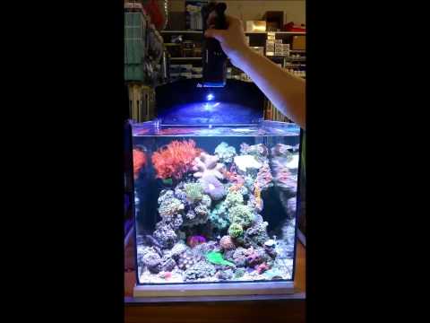 Kessil A160WE @ Le aquatics
