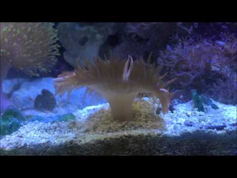 Kessil a160we Led & Soft Corals