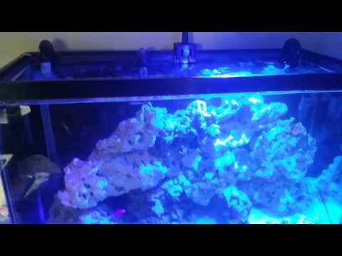 Kessil a160we  more coverage!