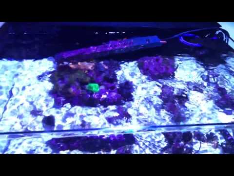 Kessil A160WE Tuna Blue