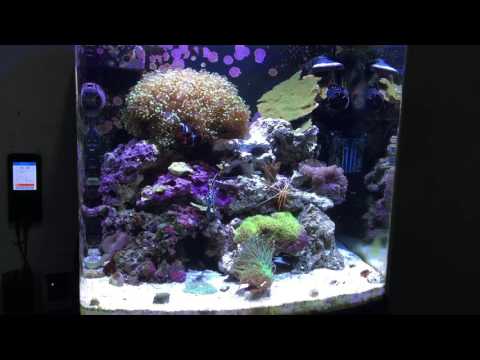 Kessil A160WE Tuna Blue sunrise effect JBJ 24G