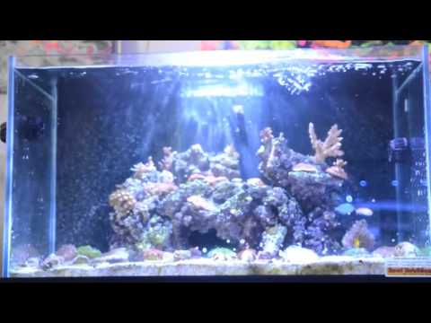 Kessil A350 and A350W LED Aquarium Lights at Diablo Corals in Concord, California