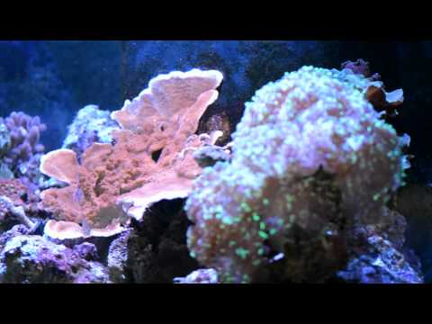Kessil A350W at All About Fish in Pleasant Hill, California