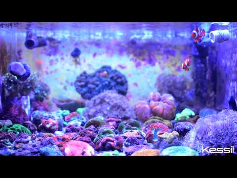Kessil A350W at Neptune Aquatics in Milpitas, California