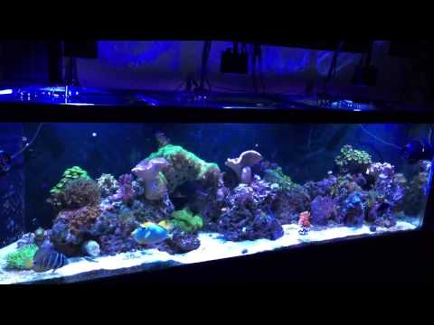 Kessil A360 Installation on 135 Gallon Reef Aquarium